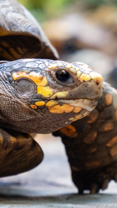 CAM - Que mange une tortue ?
