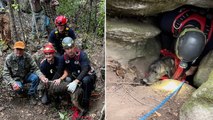 Dog rescued after being trapped for three days in cave with bear