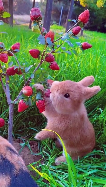 Cute animals