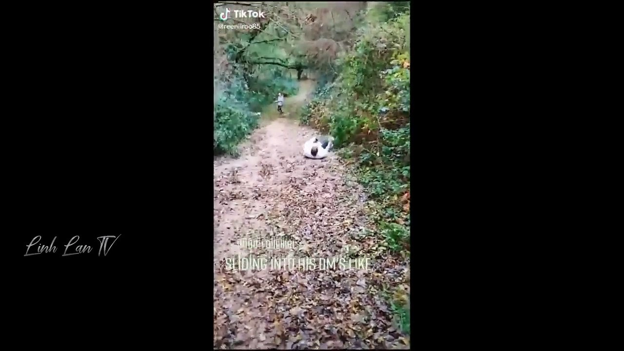funny videos