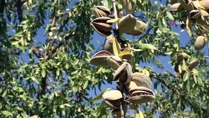 Des droits de douane supplémentaires ont été augmentés sur les importations d'amandes et de noix