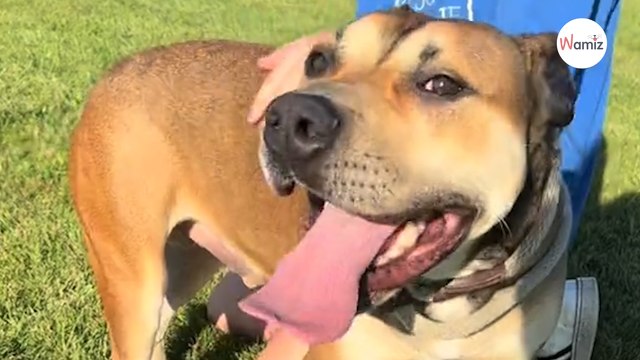 Après 2 années au refuge, le toutou est enfin adopté : quelques jours plus tard c'est la douche froide (vidéo)