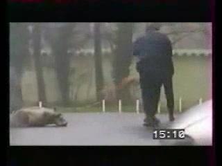 Ouarf : Les chiens policiers