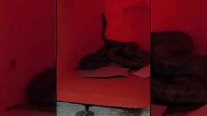 아파트 현관에 70cm 길이 뱀 출현...야산에 방사 / YTN