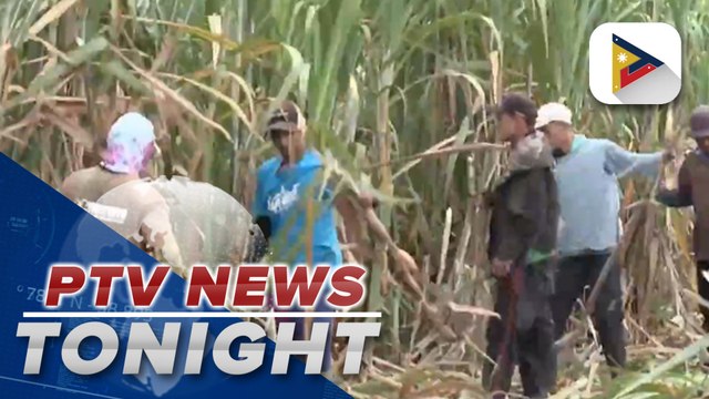 SRA allots P150M budget to block farming program