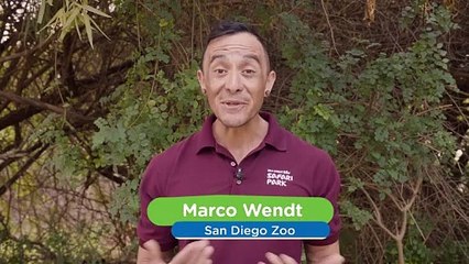 Did You Know That Eagles Can Go As Fast As 200 Mph?!