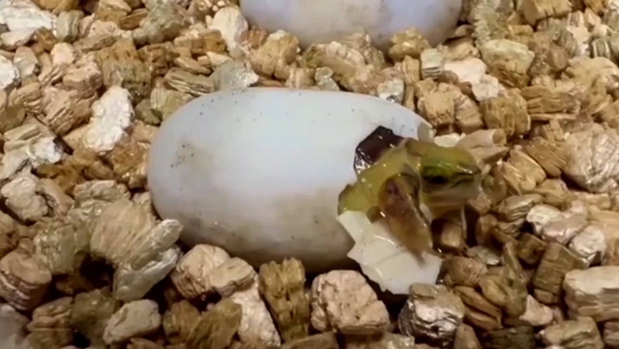 Rare turtle hatches at zoo after no sightings in wild for ‘ten years’