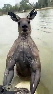 Avustralya'da Ağızları Açık Bırakan Görüntüler: Sosyal Medyada Rekor Kırdı