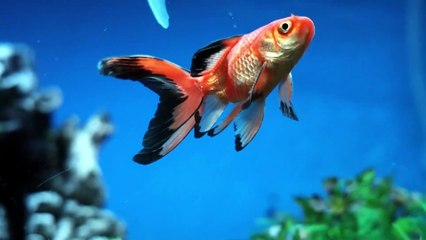 Relaxing Fish 02 | 1Hr