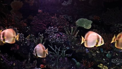 Relaxing Fish 04 | 1Hr