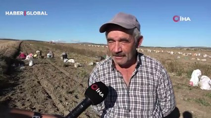 Kastamonu’da hasadı yapılan patatesin fiyatı çiftçilerin yüzünü güldürüyor