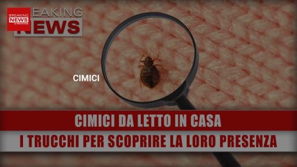 Cimici Da Letto In Casa: I Trucchi Per Scoprire La Loro Presenza!