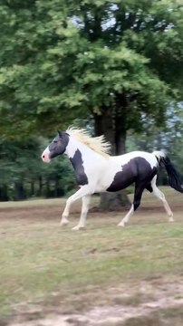 Le cheval retrouve ses amis