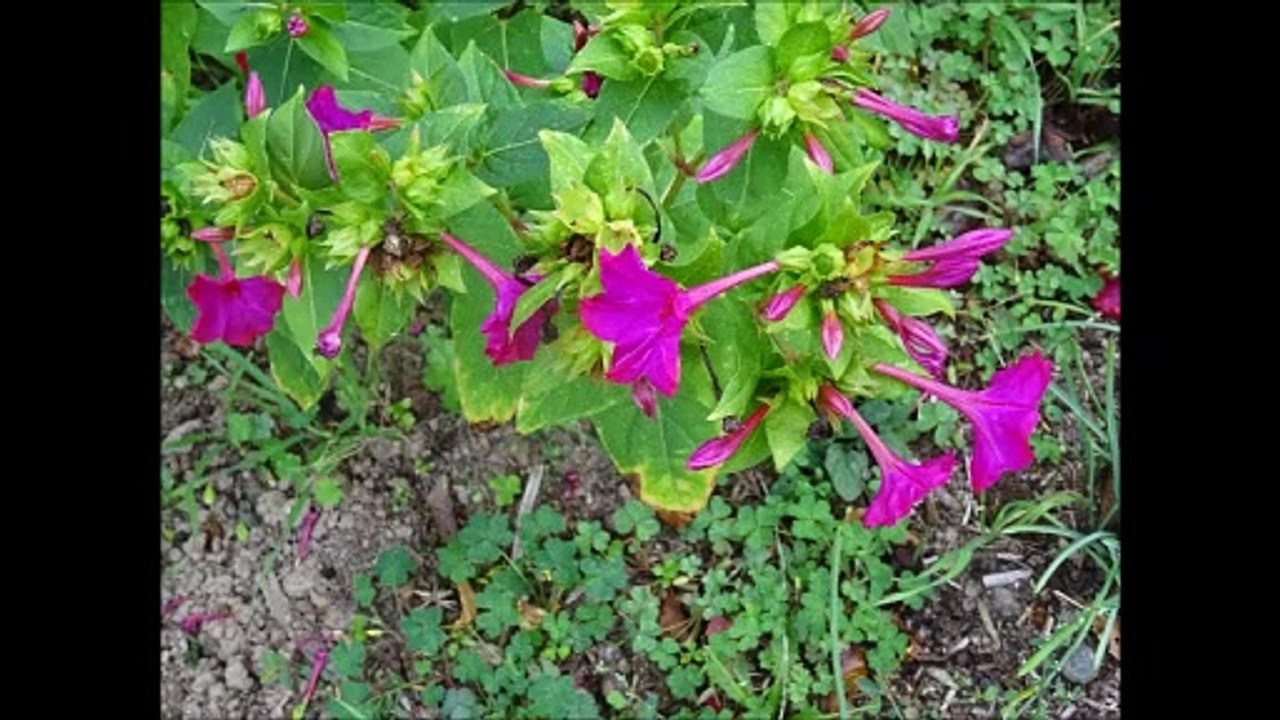 Fleurs au jardin