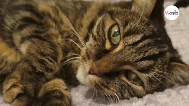 Cette chatte a été amenée chez le vétérinaire pour une euthanasie après l'hospitalisation de sa maîtresse