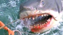This Cage Scene In Jaws Was More Real Than You Realized