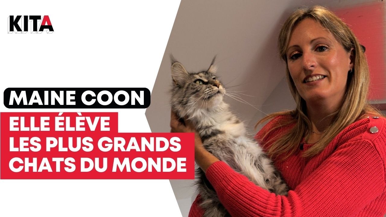 Savina est éleveuse de Maine Coon, les plus grands chats du monde