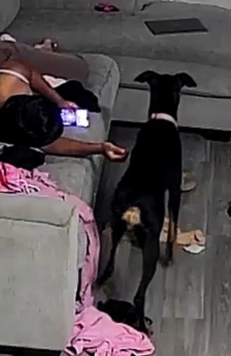 Doggo Sits to Hold Owners Hand