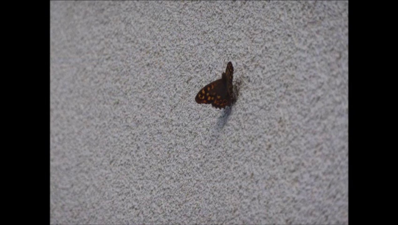 Papillons