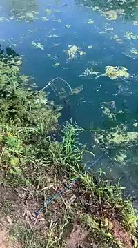 Un serpent veut voler les poissons dans une bourriche de pêcheur