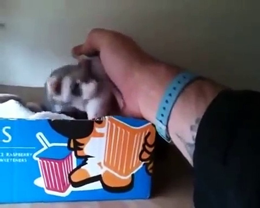 Cette maman furet attrape le bras de son maitre pour lui présenter ses petits... Adorable