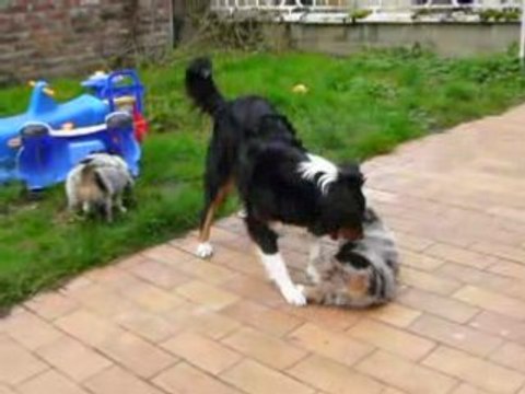 Première sortie des bébés australiens