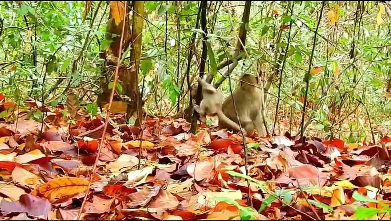 Monkey baby Alba and monkey Anna..... P68