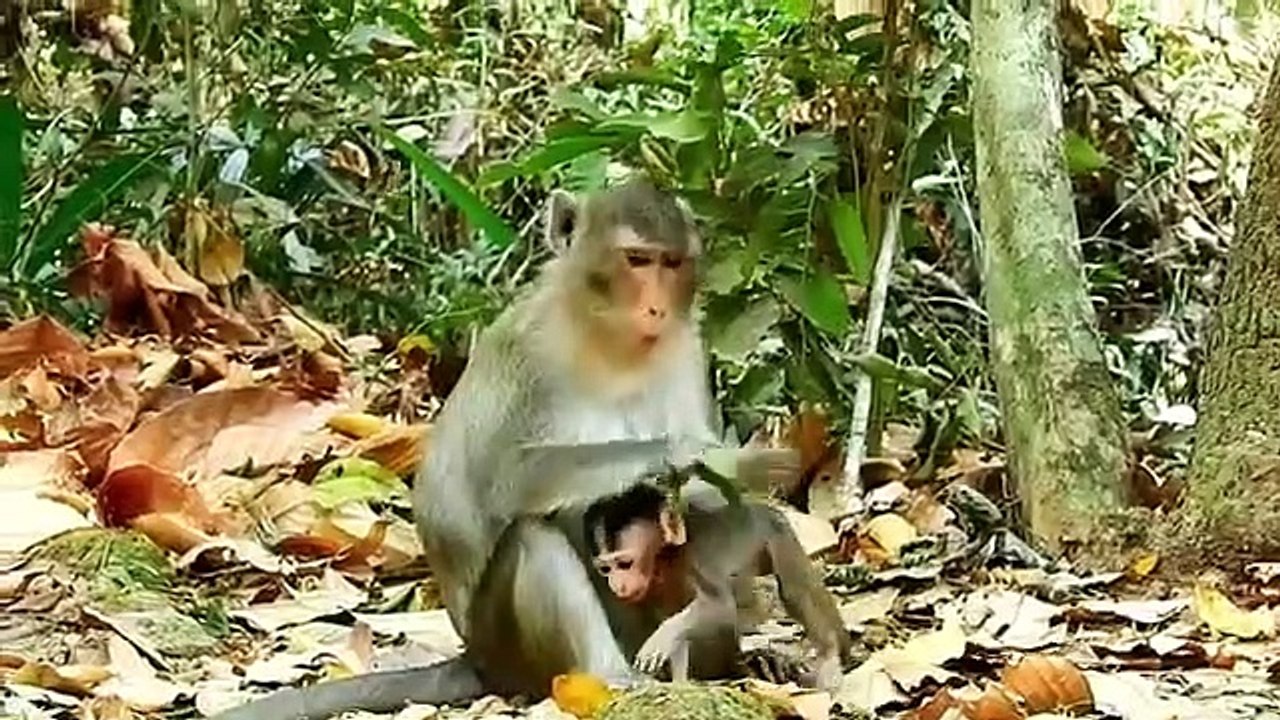 Monkey baby Alba and monkey Anna..... P10
