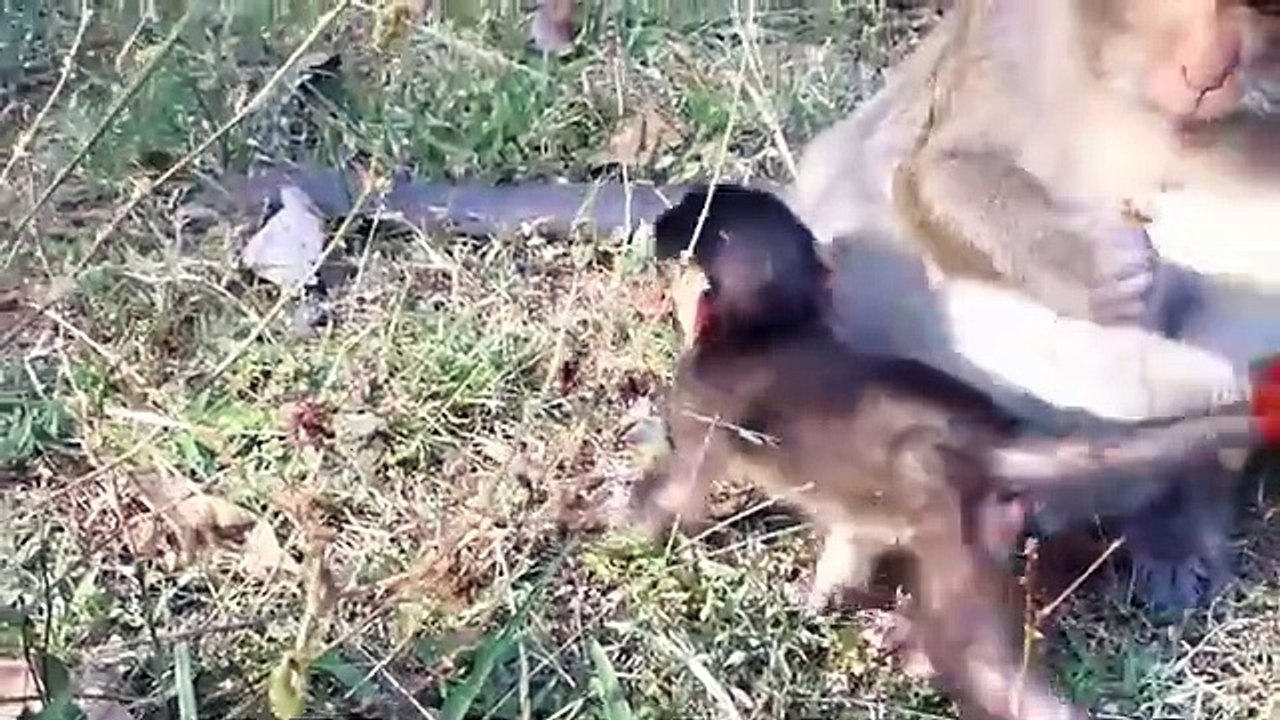 Monkey -Baby Bronco
