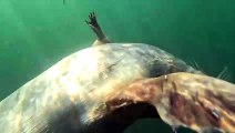 Seals Play With Puget Sound Swimmer