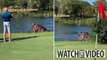 Incredible moment golf game is interrupted as two giant HIPPOS fight just yards from players