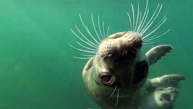 Seals Play With Puget Sound Swimmer