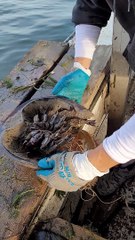 Horseshoe Crab Rescued From Fishing Line