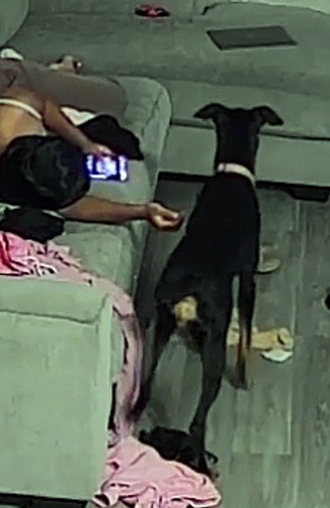 Doggo Sits to Hold Owners Hand