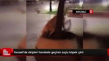Kocaeli'de ekipleri harekete geçiren suçlu köpek çıktı