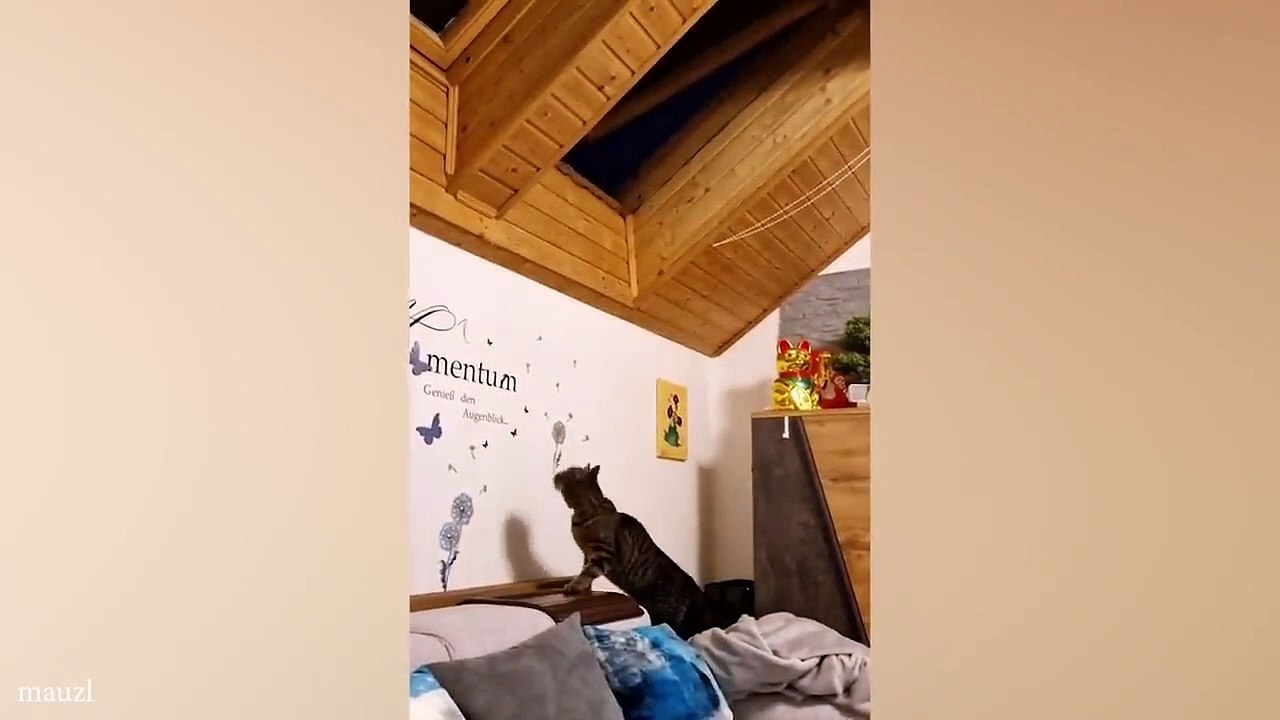 Trending Funny Animals  Funniest Dogs and Cats