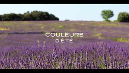 Couleurs d'Été / Summer Colors in Provence, Camargue, Occitanie [4K]