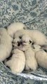 Litter of Newborn Kittens Sleep Together