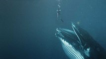 What If You Were Swallowed by a Whale?