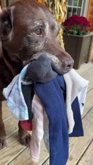 Mouthful Of Socks Makes Perfect Greeting