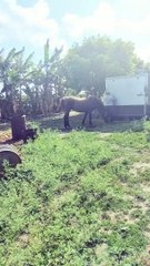 How To Washing a Día III Andalusian mare 2022