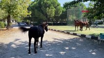 Manisa Spil Dağı Milli Parkı'ndaki Yılkı Atları Okul Bahçesinde Görüldü