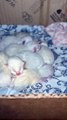 Sleeping Pile of Newborn Kittens