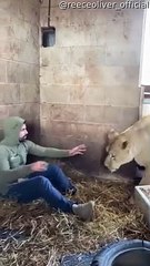 L'homme est le meilleur ami d'une lionne