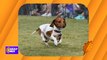 Wiener Dog Races at Four Peaks Oktoberfest