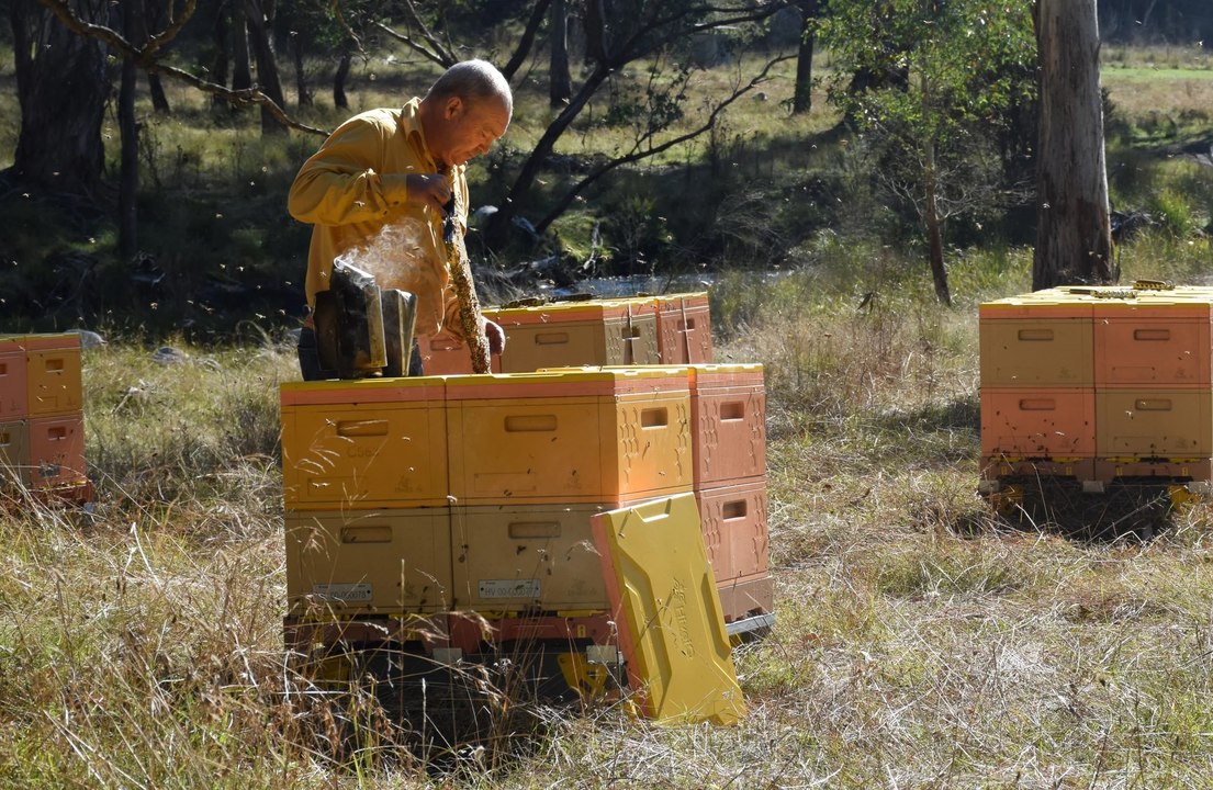 Bees