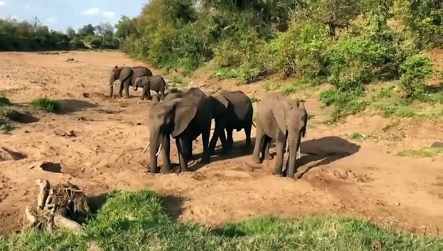 Les éléphants d'Afrique étanchent leur soif dans un lit de rivière asséché