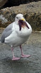 An Alien-Looking Seagull