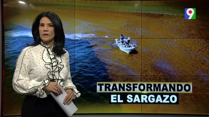 Transformando el sargazo | El Informe con Alicia Ortega