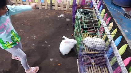 feeding rabbit